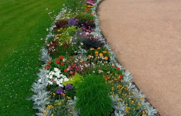 Do-it-yourself perennial rabatka along the path