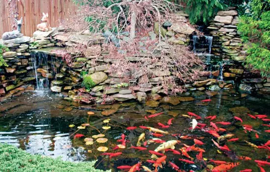 Do-it-yourself pond in the country: how to dig, improve and decorate a pond, the best design ideas from professionals + photos