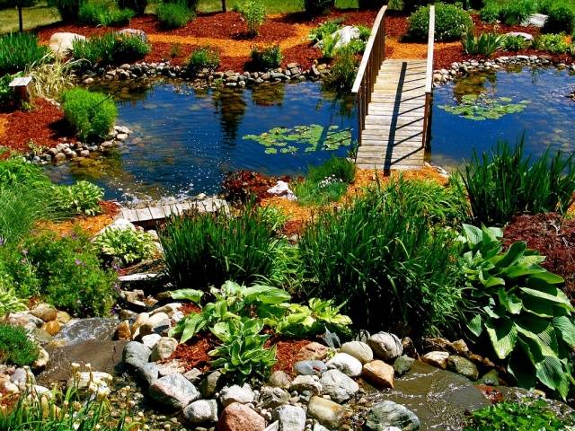 Do-it-yourself pond in the country: photo