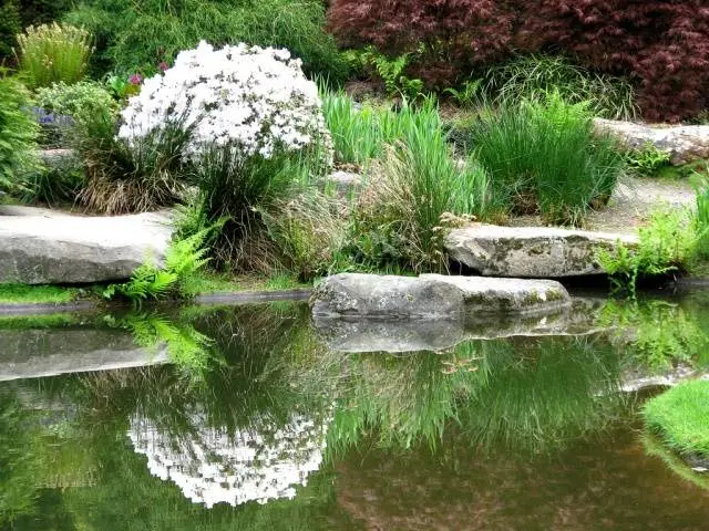 Do-it-yourself pond in the country: photo