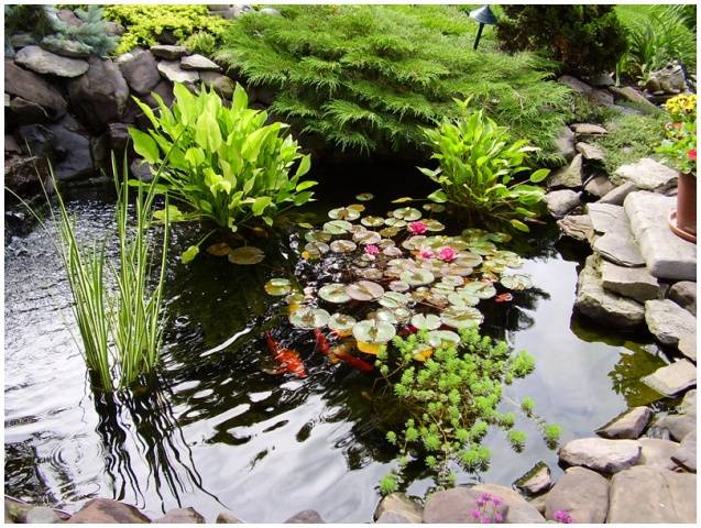 Do-it-yourself pond in the country: photo