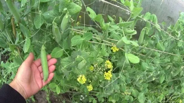 Do-it-yourself props for peas: a photo of how to make a support