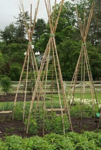 Do-it-yourself props for peas: a photo of how to make a support