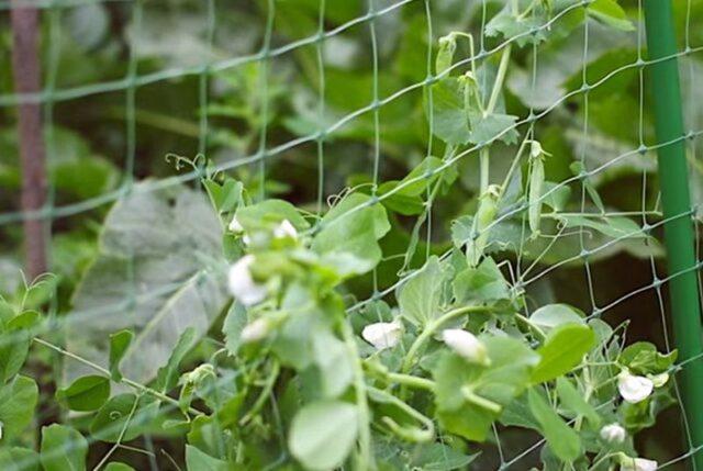 Do-it-yourself props for peas: a photo of how to make a support