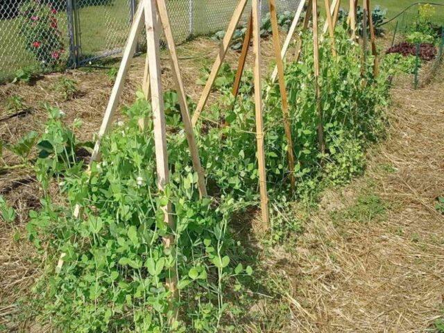 Do-it-yourself props for peas: a photo of how to make a support