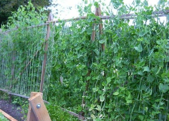 Do-it-yourself props for peas: a photo of how to make a support