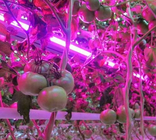 Do-it-yourself seedling lighting with LED strips