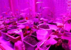 Do-it-yourself seedling lighting with LED strips