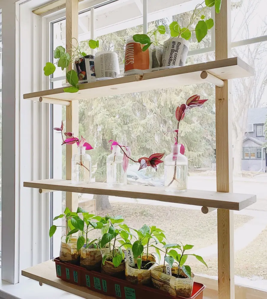 Do-it-yourself seedling shelf on the window