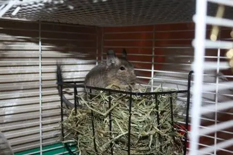 Do-it-yourself showcase and house for a chinchilla