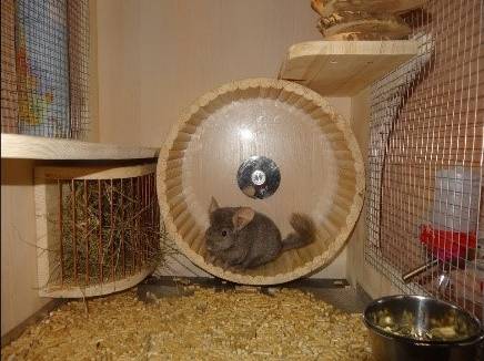 Do-it-yourself showcase and house for a chinchilla