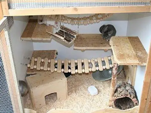 Do-it-yourself showcase and house for a chinchilla