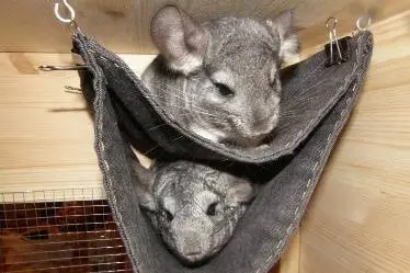 Do-it-yourself showcase and house for a chinchilla