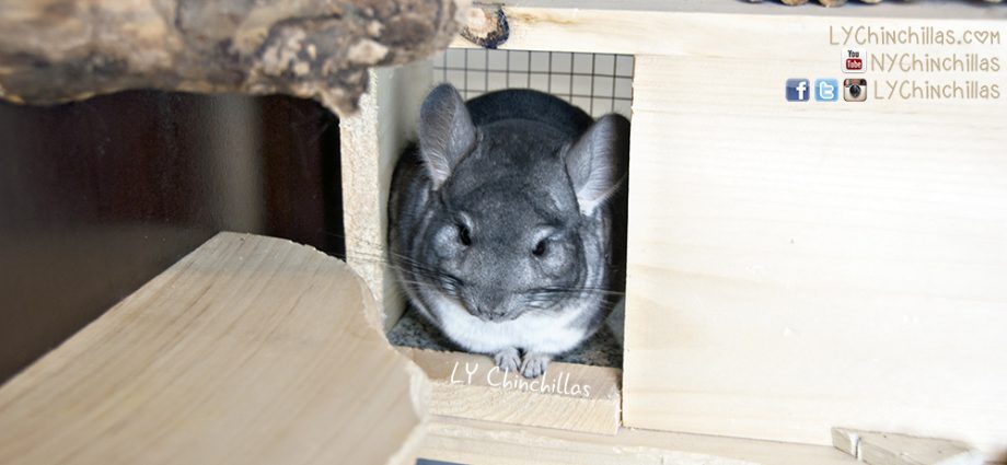 Do-it-yourself showcase and house for a chinchilla