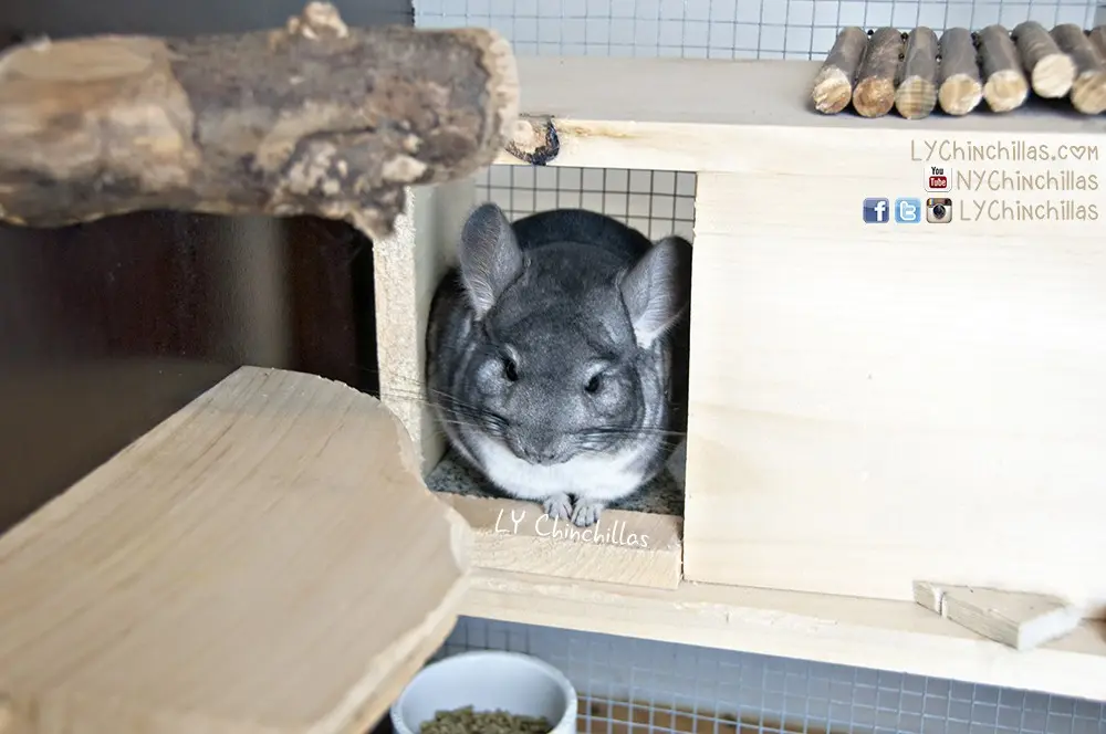 Do-it-yourself showcase and house for a chinchilla