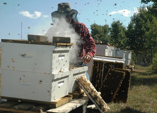 Do-it-yourself smoker for bees