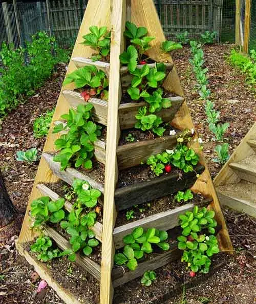 Do-it-yourself strawberry pyramid: step by step manufacturing