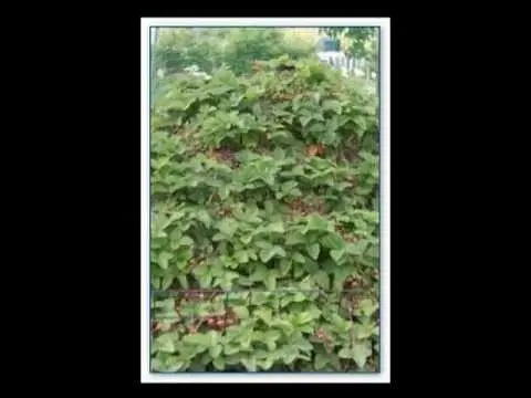 Do-it-yourself strawberry pyramid: step by step manufacturing