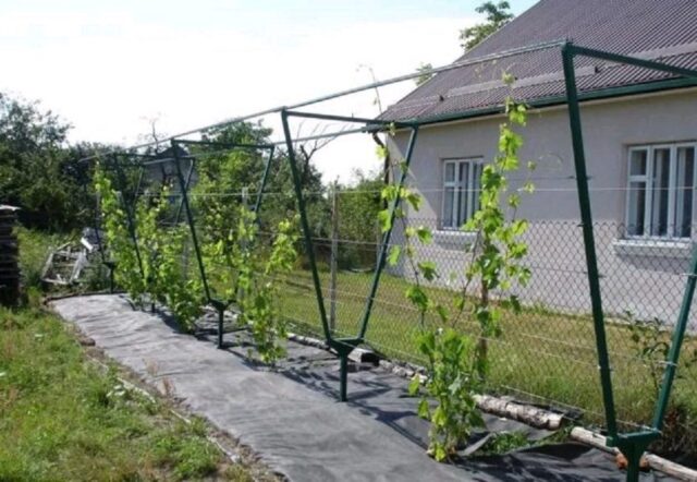 Do-it-yourself support for grapes in the country: photo, diagram, dimensions