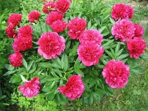 Do-it-yourself support for peonies: master classes, photos