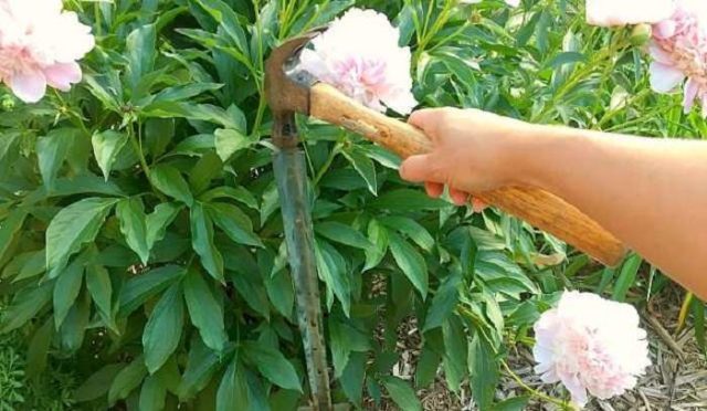 Do-it-yourself support for peonies: master classes, photos