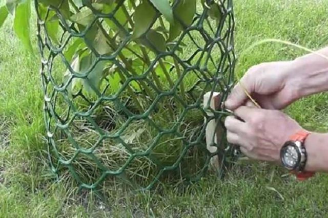 Do-it-yourself support for peonies: master classes, photos