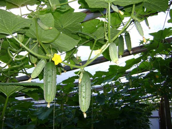 Do-it-yourself trellises for cucumbers: made of metal, wood