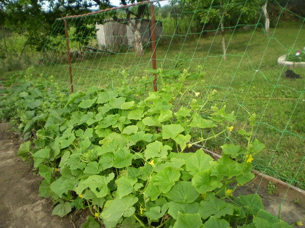 Do-it-yourself trellises for cucumbers: made of metal, wood