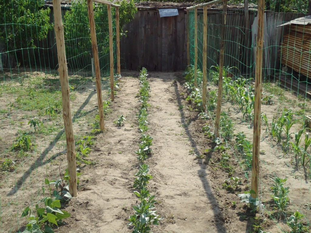 Do-it-yourself trellises for cucumbers: made of metal, wood