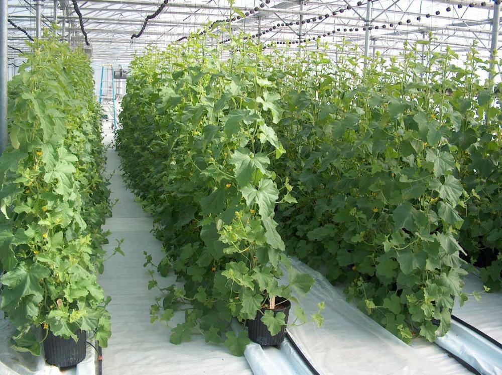 Do-it-yourself trellises for cucumbers: made of metal, wood