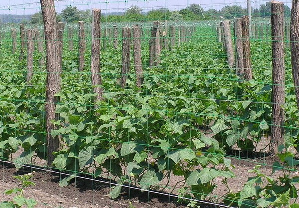 Do-it-yourself trellises for cucumbers: made of metal, wood