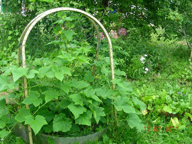 Do-it-yourself trellises for cucumbers: made of metal, wood