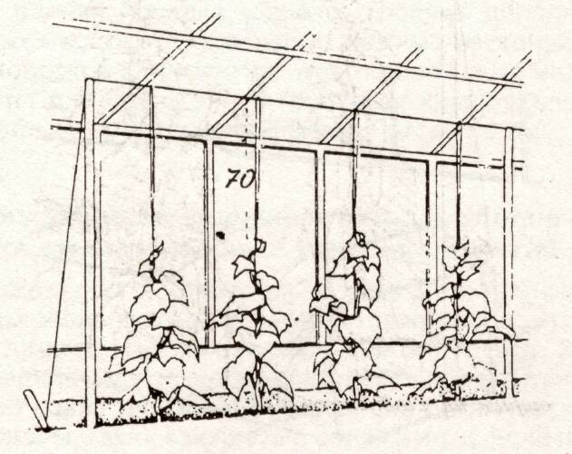 Do-it-yourself trellises for cucumbers: made of metal, wood