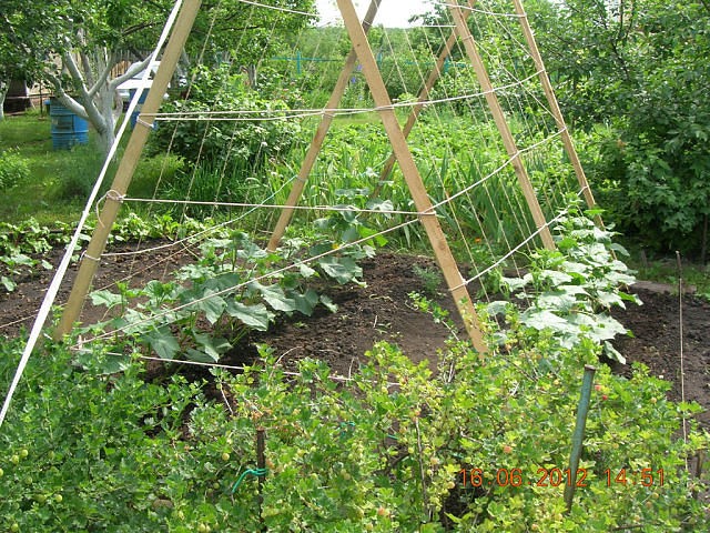 Do-it-yourself trellises for cucumbers: made of metal, wood