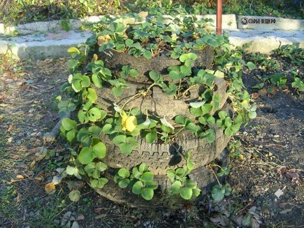 Do-it-yourself vertical beds for strawberries: the benefits of growing