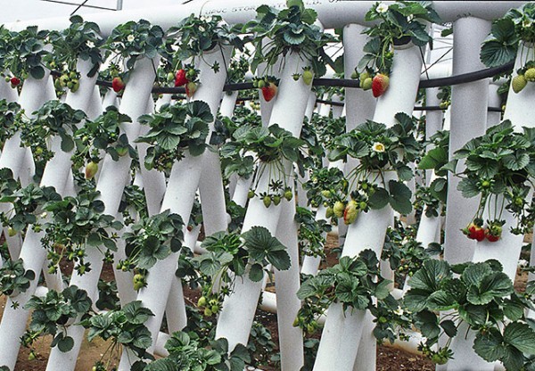 Do-it-yourself vertical beds for strawberries: the benefits of growing