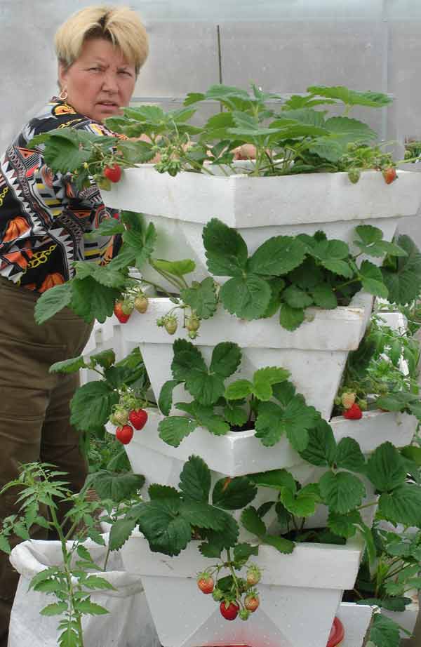 Do-it-yourself vertical beds for strawberries: the benefits of growing