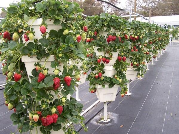 Do-it-yourself vertical beds for strawberries: the benefits of growing