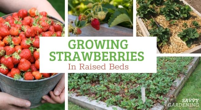 Do-it-yourself vertical beds for strawberries: the benefits of growing