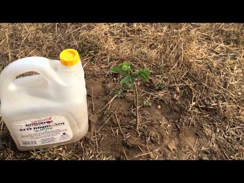 Do-it-yourself watering from bottles in a greenhouse: instructions