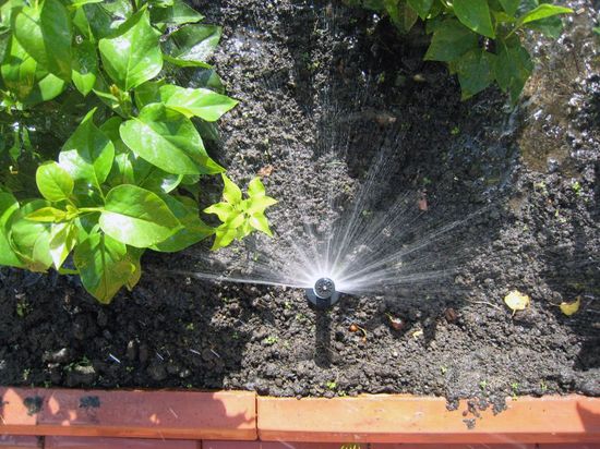 Do-it-yourself watering from bottles in a greenhouse: instructions