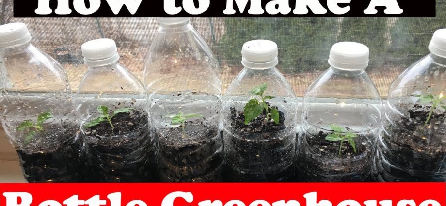 Do-it-yourself watering from bottles in a greenhouse: instructions