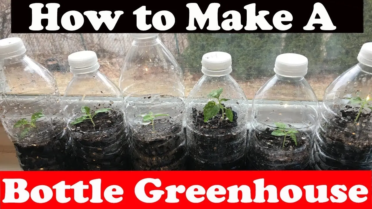 Do-it-yourself watering from bottles in a greenhouse: instructions