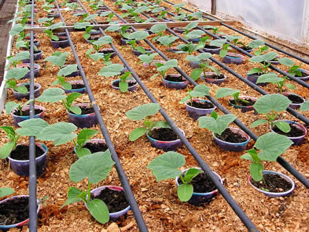 Do-it-yourself watering in a polycarbonate greenhouse