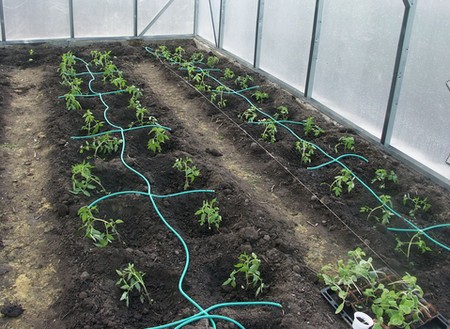 Do-it-yourself watering in a polycarbonate greenhouse