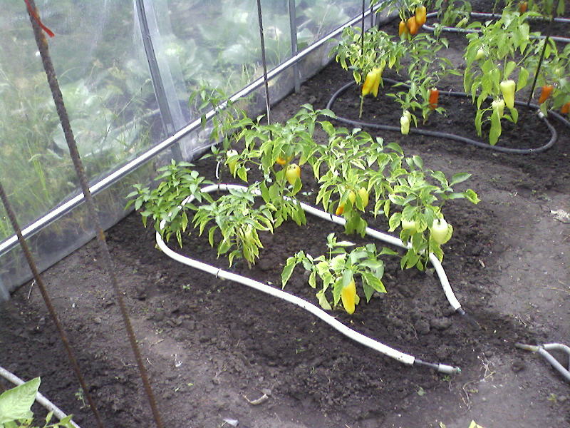 Do-it-yourself watering in a polycarbonate greenhouse