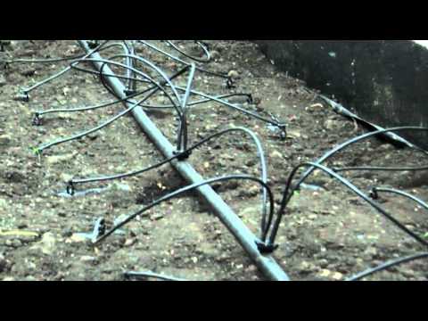 Do-it-yourself watering in a polycarbonate greenhouse