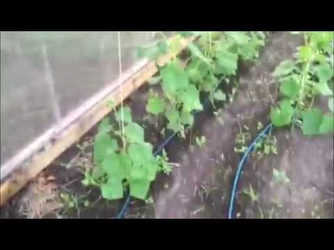 Do-it-yourself watering in a polycarbonate greenhouse