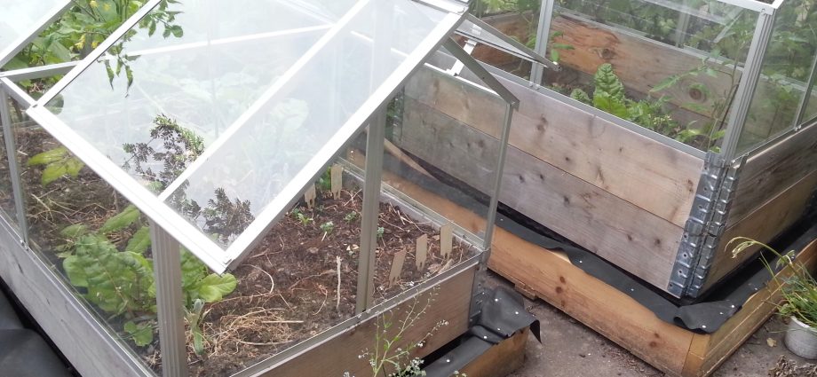 Do-it-yourself watering in a polycarbonate greenhouse