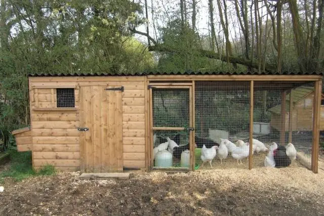 Do-it-yourself winter chicken coop for 100 chickens